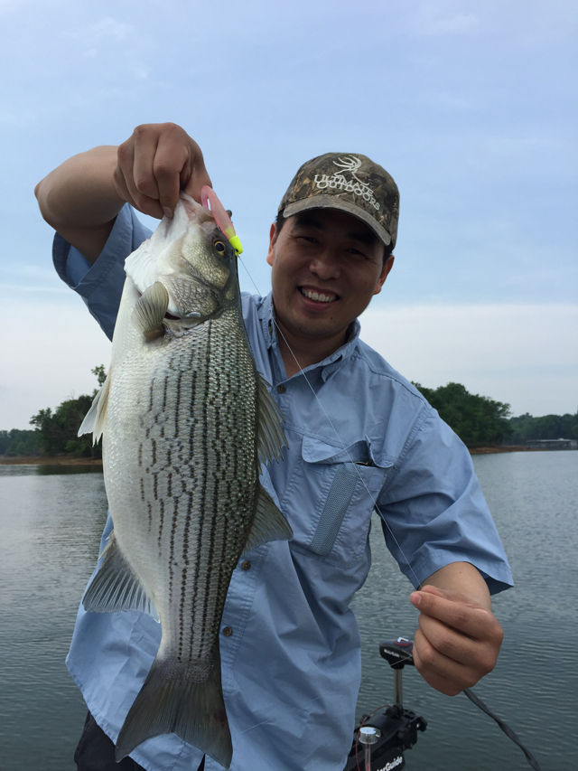 striped bass fishing lures