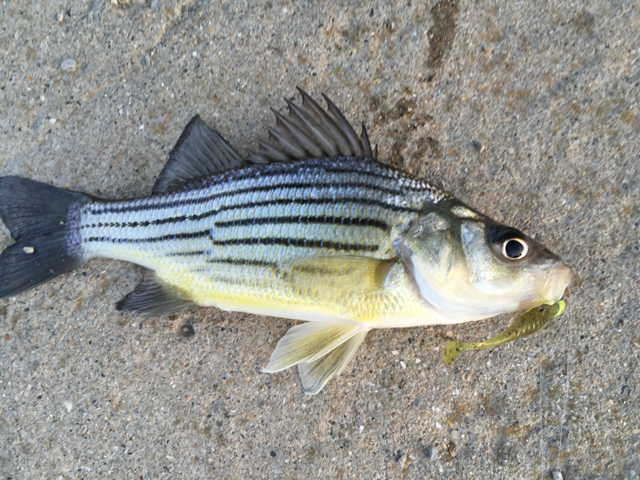 white bass fishing lures